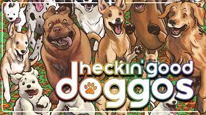 What the Heckin Dog: A Dive into Canine Capers