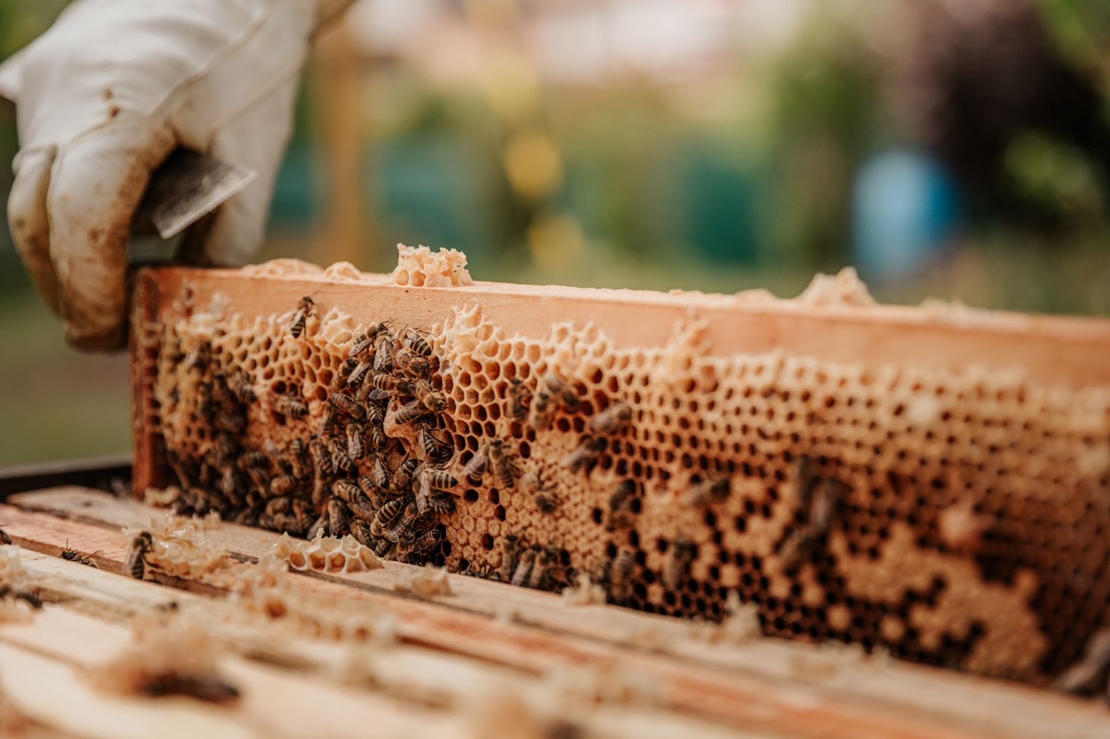 The Buzz about Adopting Beehives in the UK: A Sustainable Initiative for 2024