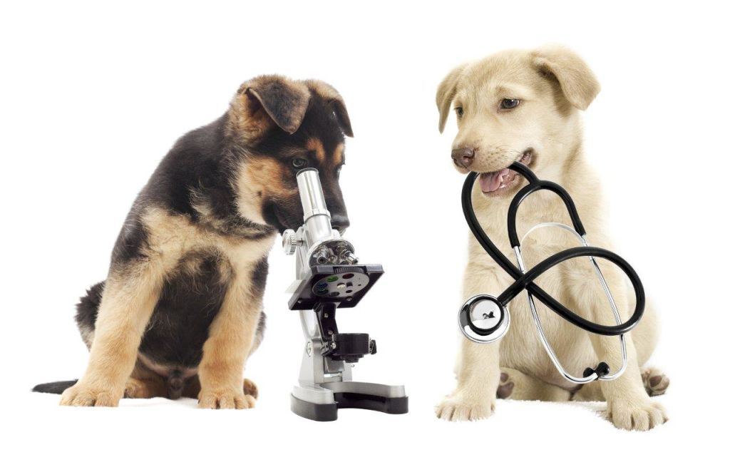 pet diagnostic service